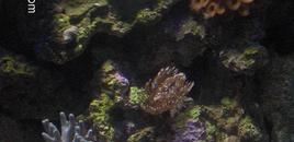 assorted corals