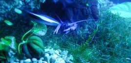 Check out the awesome effect the two moving neon tetras had on the pic, pretty cool.
