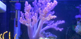 55 gal reef tank