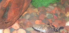 ...actually a brackish fish