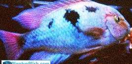 my aragini 12inch