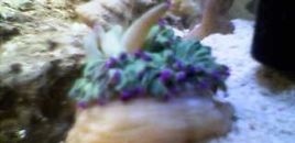 angelica (little)