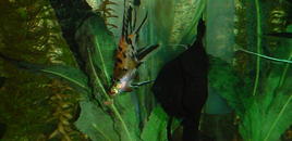 That shrimp pellet is MINE!!