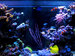 Reef Tanks