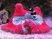Corals & Inverts Name