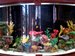 Saltwater Tanks