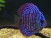 Freshwater Fish Name