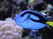 Saltwater Fish Name