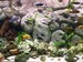 Freshwater Tanks