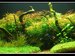 Planted Tanks