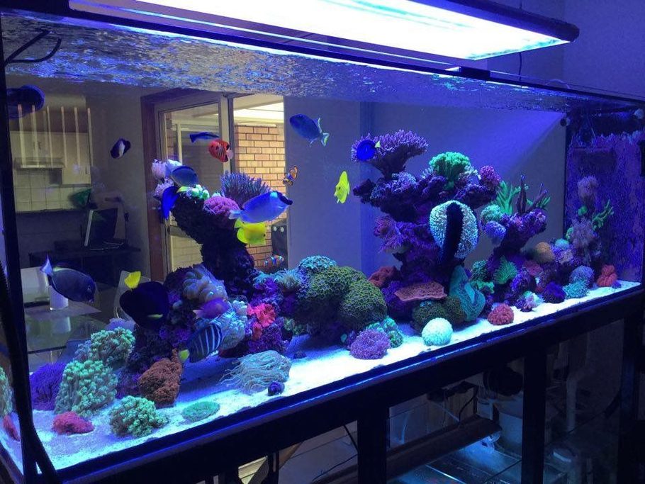 Simple Tips for Building a Saltwater Tank Without Breaking the Bank