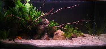 8f42d-2.5ft 11th Feb 2012 a.jpg