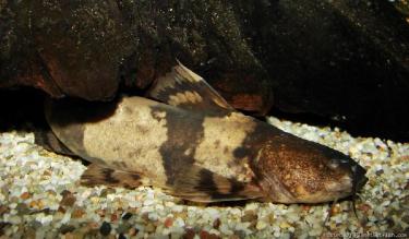 4f674-catfish.jpg