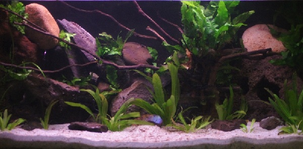 2.5ft (1) Mar 2012 .jpg