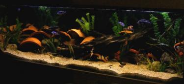 21bae-5ft 5th July 2010.jpg