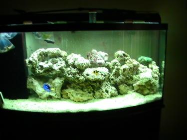 e70f8-saltwater tank7 71.JPG