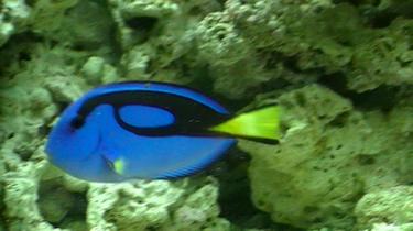 5824f-saltwater tank16 71.JPG