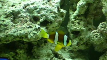 f2a83-saltwater tank17 71.JPG