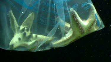 35f88-saltwater tank18 71.JPG