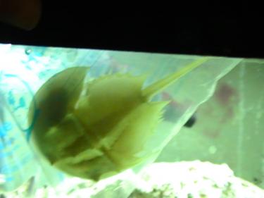 2b4ed-horseshoe crab 71.JPG