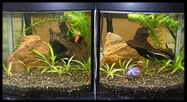 37718-Betta tanks 30th Dec 07.JPG