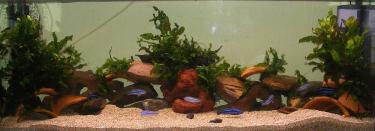 e3410-Maingano 6th July 09.jpg