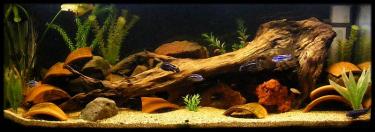 f311b-4ft 2nd Nov 09.jpg