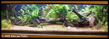 eb1a7-5ft 13th July 08.JPG