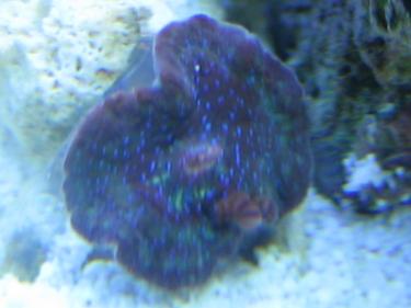 af395-Mystery coral 001.JPG