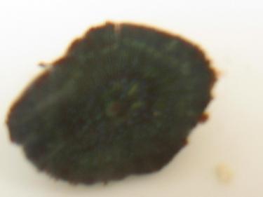 be8ab-mystery things 002.JPG