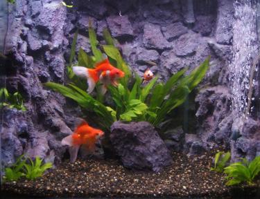 8a16f-2ft BG 21st Jan 2012.jpg