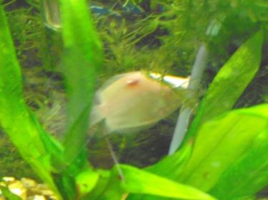 8b1ea-injury 001.JPG