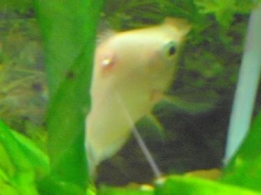 486ae-injury 002.JPG