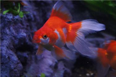 2225f-Ryukin 21st Jan 2012 a.jpg