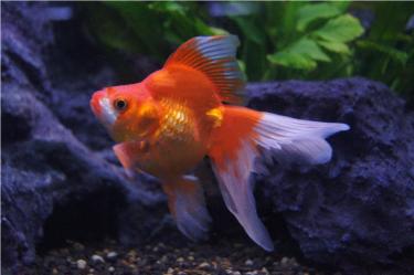 fca0f-Ryukin 21st Jan 2012.jpg