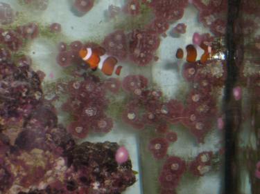 3d74e-fish pics 002.jpg