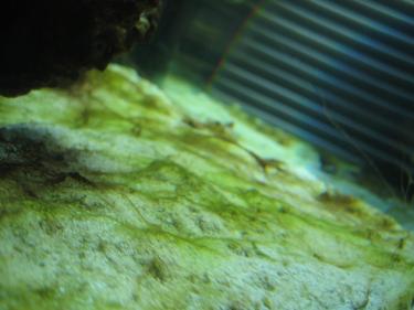 4389a-phosphate 003.JPG