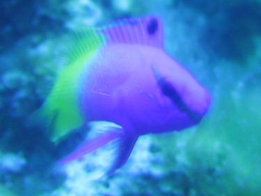 4286a-Royal gramma 001.JPG