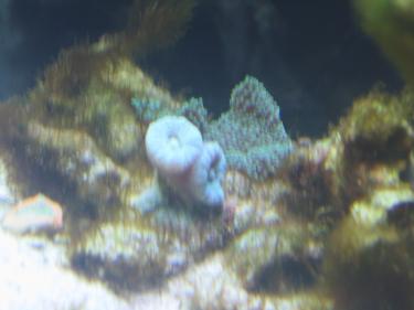 47aee-Grandma,s Photos 002.JPG