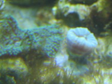 0454e-Grandma,s Photos 004.JPG