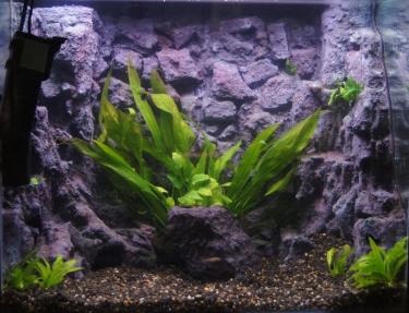 f8377-2ft BG 18th Jan 2012.jpg