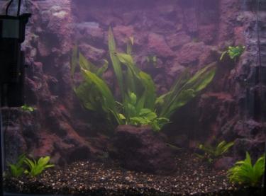 b1428-2ft BG 15th Jan 2012.jpg