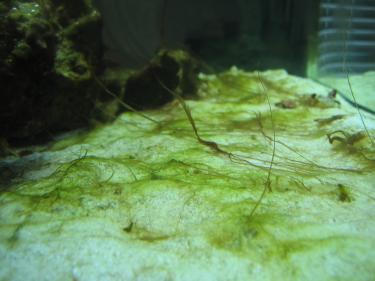 95616-phosphate 001.JPG