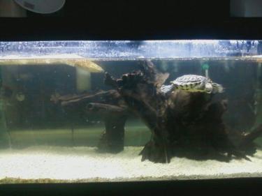 40ffa-turtle tank.jpg