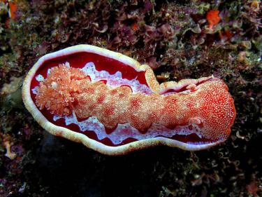 495a4-spanish dancer.jpg