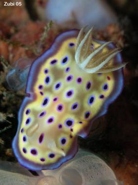 ec8a3-Chromodoris-kuniei-1.jpg