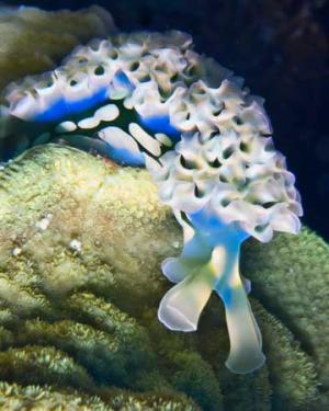 0d49d-iotw_seaslug9736.jpg