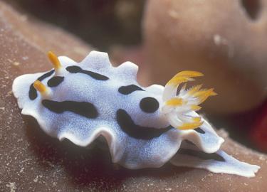 ab731-nudibranch.jpg