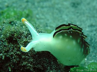 e08e2-Folded-Nudibranch-Secret-Bay-Gilimanuk-Bali.jpg