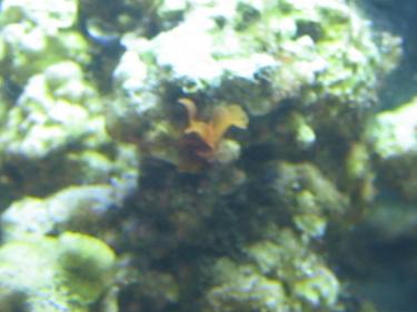 69b7a-Unknown 002.JPG